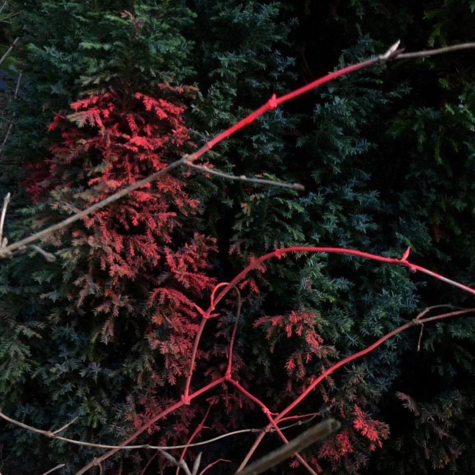 Das Foto zeigt eine Gruppe roter Äste vor dunkelgrünem Nadelgehölz, in einer herbstlichen Umgebung