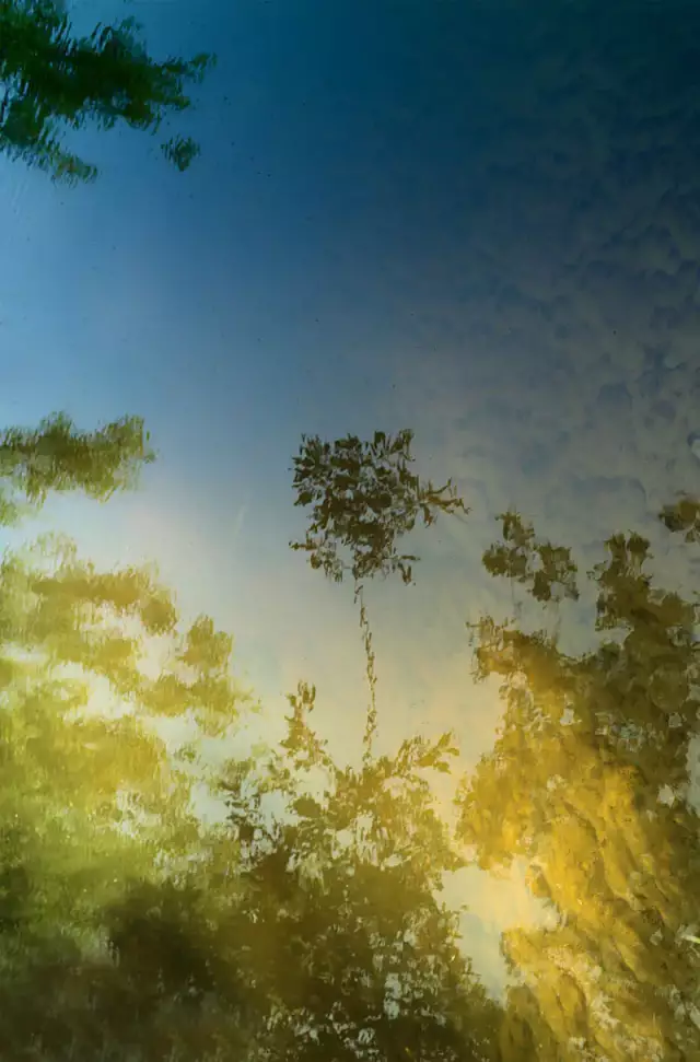Eine Gruppe von Bäumen spiegelt sich im Wasser vor einem Himmelshintergrund. Die Szene zeigt eine heitere Atmosphäre mit leuchtend blauen und gelbenFarben