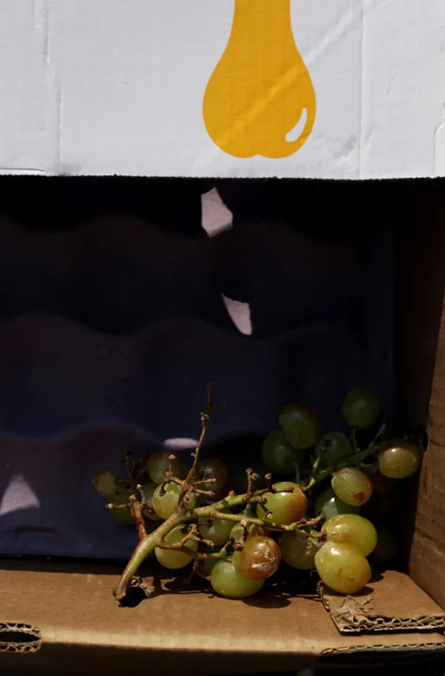 Das Foto zeigt ein Stilleben: eine Pappkiste mit gelber Birne. Innen liegt eine Weintraubendolde