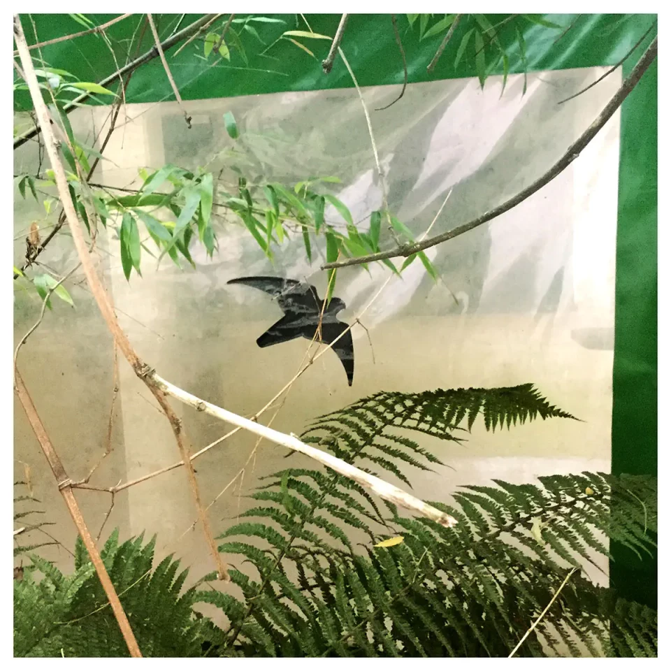 Ein schwarzer Vogel sitzt auf einem Ast in einem feuchten Gewächshaus oder Terrarium, umgeben von grünen Farnblättern und feuchtigkeitsbeschlagener Plastikfolie.