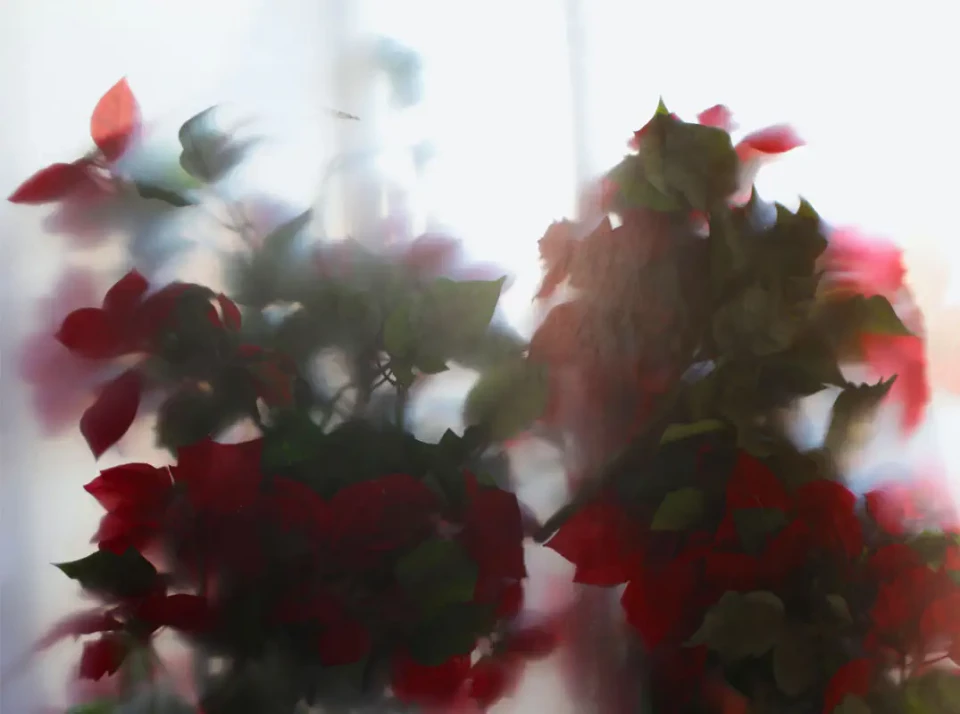 gequetschte Blumen hinter Glas