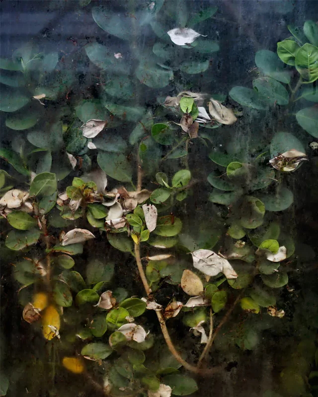 Blumen hinter Glas, triste Aufnahme einer Nebensächlichkeit