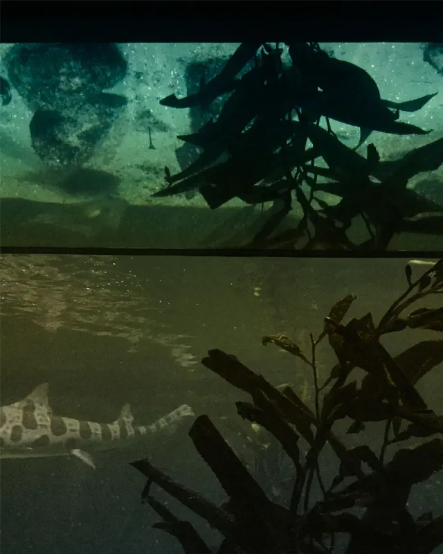 Nahaufnahme durch das Glas eines Auqariums, verschwommene Fische