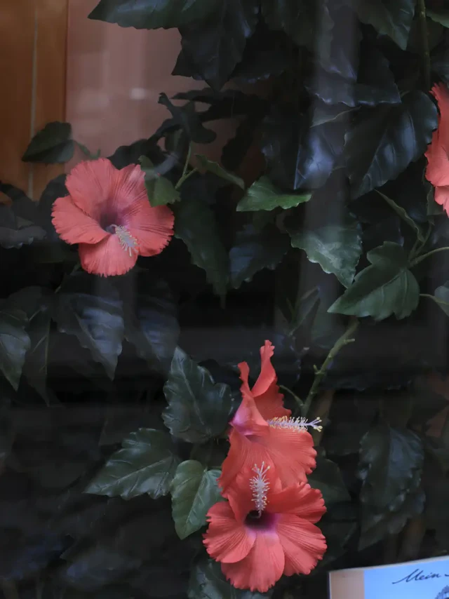 Zwei korallenrote Hibiskusblüten mit charakteristischen langen Staubgefäßen, umgeben von dunkelgrünem Laub vor einem rosafarbenen Hintergrund.