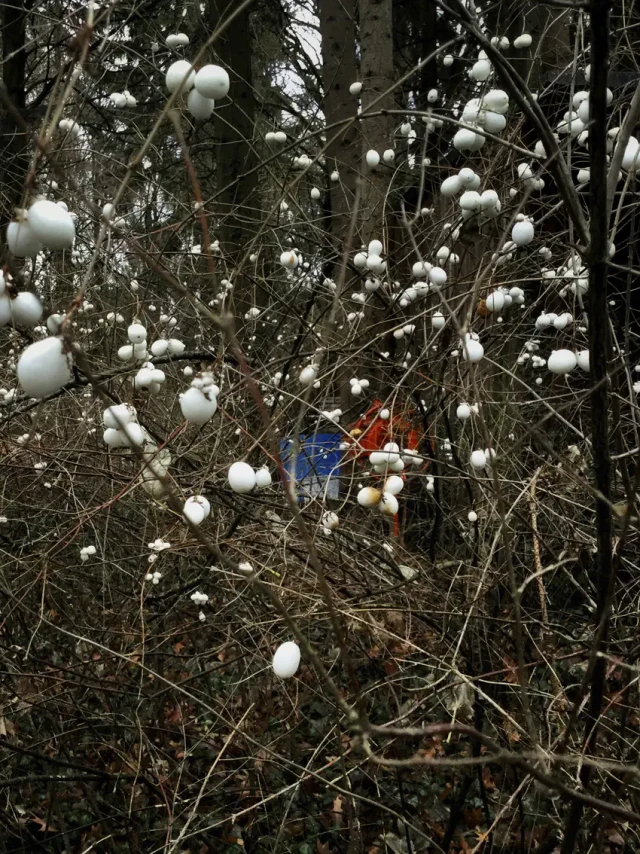 Cotton plants with mature white bolls on branches, a blue and red cloth or garment visible among the vegetation.
Baumwollpflanzen mit reifen weißen Kapseln an den Ästen, ein blaues und rotes Tuch oder Kleidungsstück ist in der Vegetation sichtbar.
