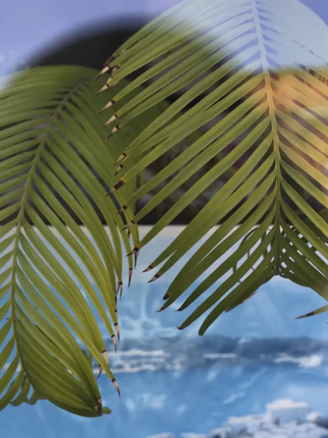 Grüne Palmwedel hängen vor einem blauen Himmel mit weißen Wolken herab. Die gefiederten Blätter sind teilweise von Sonnenlicht durchleuchtet und zeigen unterschiedliche Grüntöne. Im unscharfen Hintergrund ist das Meer oder Wasser zu sehen.