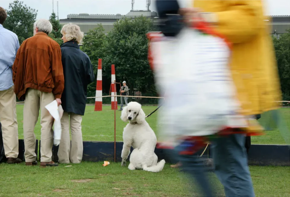 Ein weißer Pudel sitzt auf einem Rasenplatz während einer Hundeshow, während Zuschauer und ein Handler in Bewegung vorbeigehen. Im Hintergrund sind rote und weiße Hindernisse und Gebäude zu sehen.