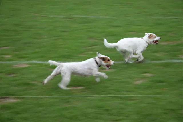 2 weiße Windhunde die sich jagen, minimalistisch auf Rasen