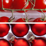 tomatos go xmas