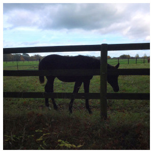 Silhouette eines Pferdes im Abendlicht