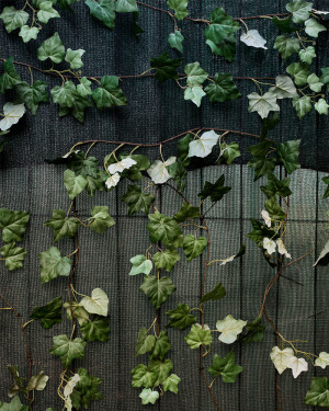 Efeu rankt auf 2 verschiedenen Holzbrettern