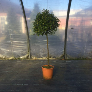 Gewächshaus im Spätherbst