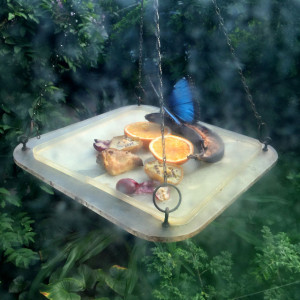 Schmetterling bei der Fütterung im Königlichen Zoo ARTIS Amsterdam