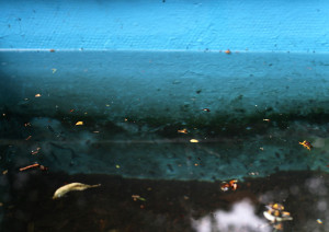 Blick in ein Aquarium im Amsterdamer Zoo ARTIS