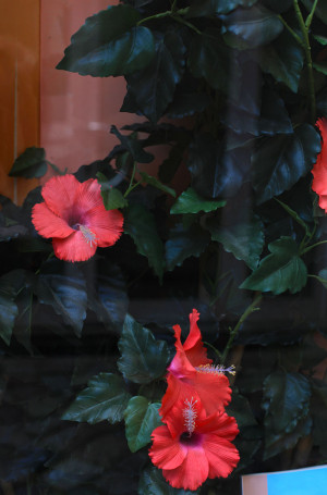 Blumen hinter einem Schaufenster