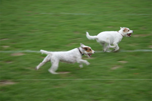 Hunderennen beim British Flair im Hamburger Polo Club